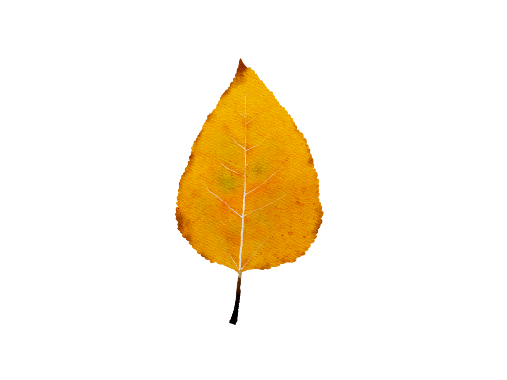 An illustration of a dark yellow Black Cottonwood leaf.