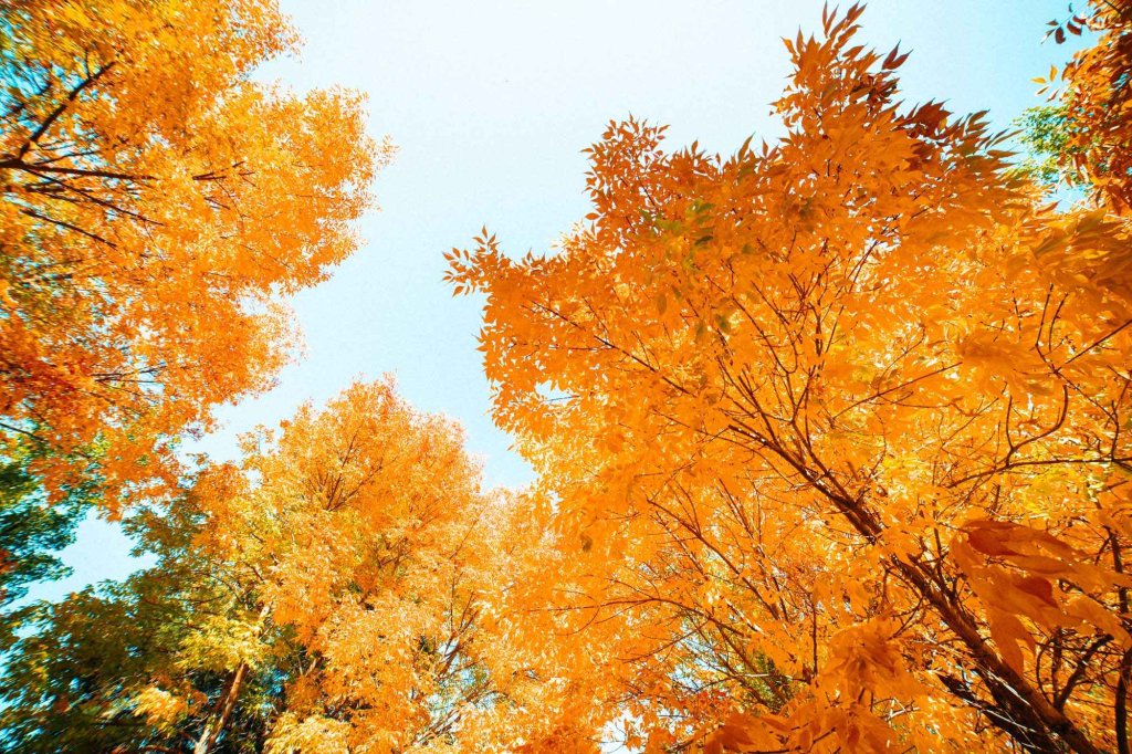 Bright orange tree canopy with blue sky seen from below along Hill Road in Boise.
