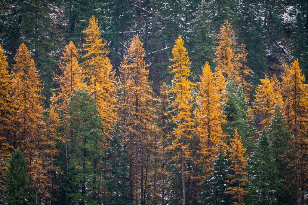 Western larch trees glowing golden among dark green evergreens along Moyie River Road.