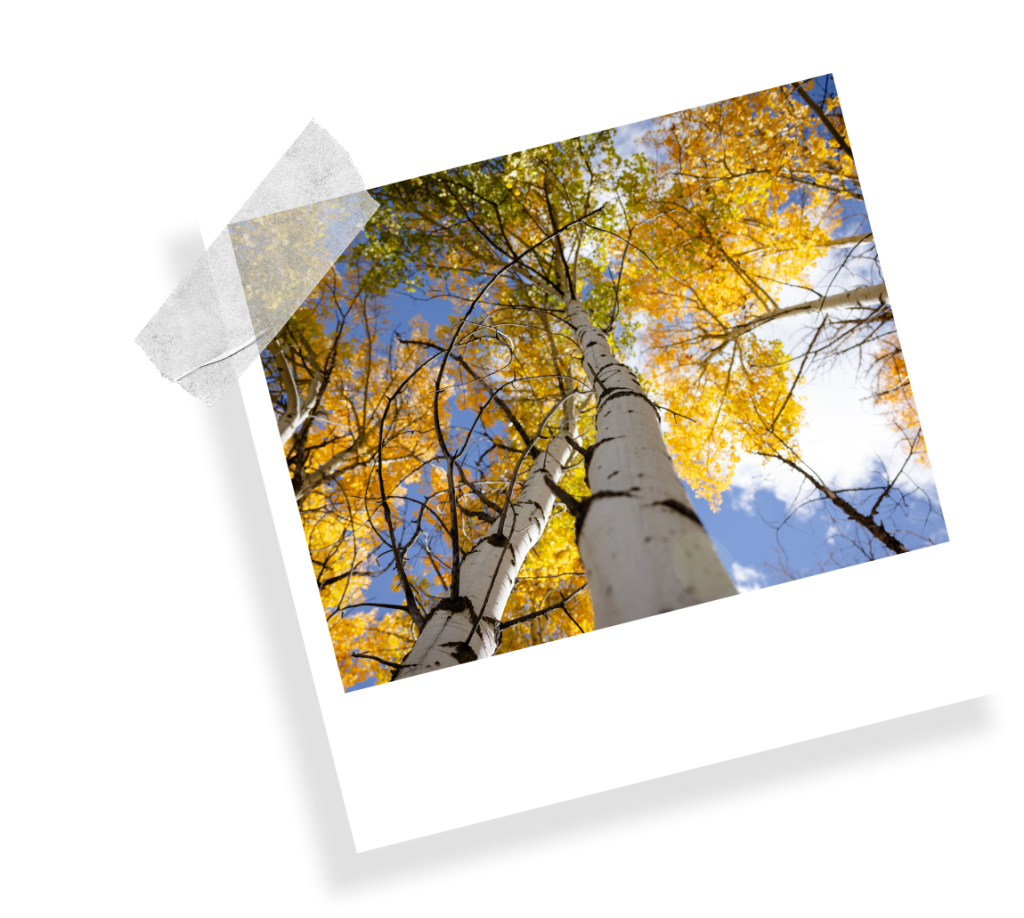 A taped Polaroid image showing a view from the ground up of a forest of tall trees with fall foliage on the Ashton to Tetonia Trail.