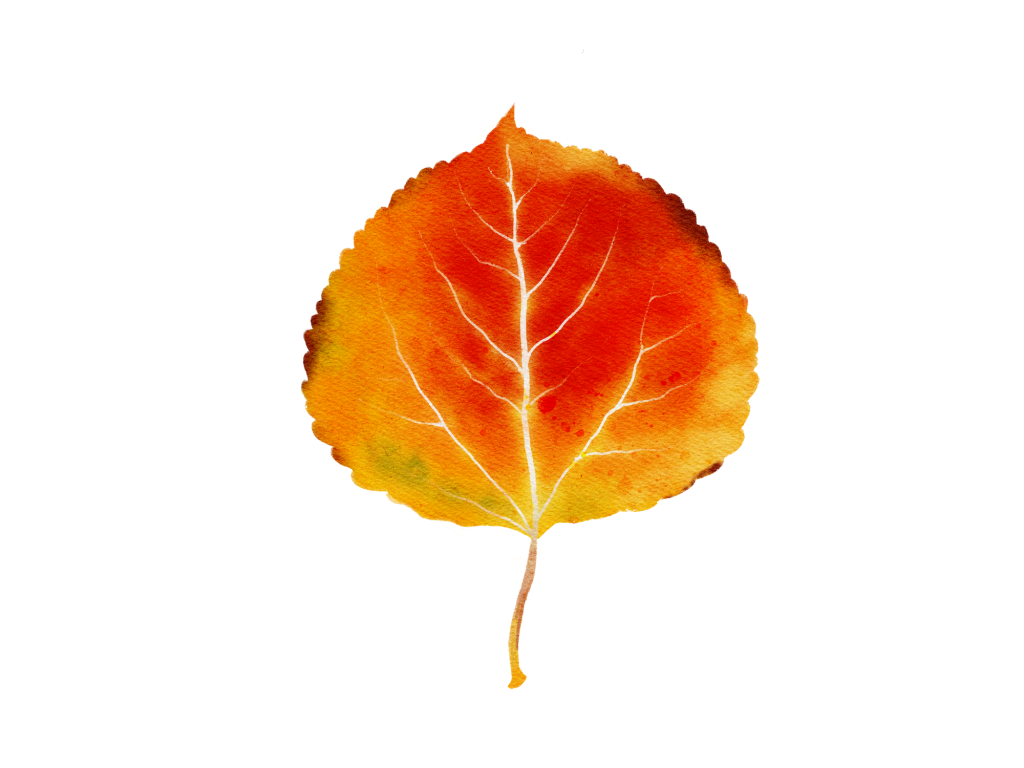 An illustration of a red, orange and golden Quaking Aspen leaf.
