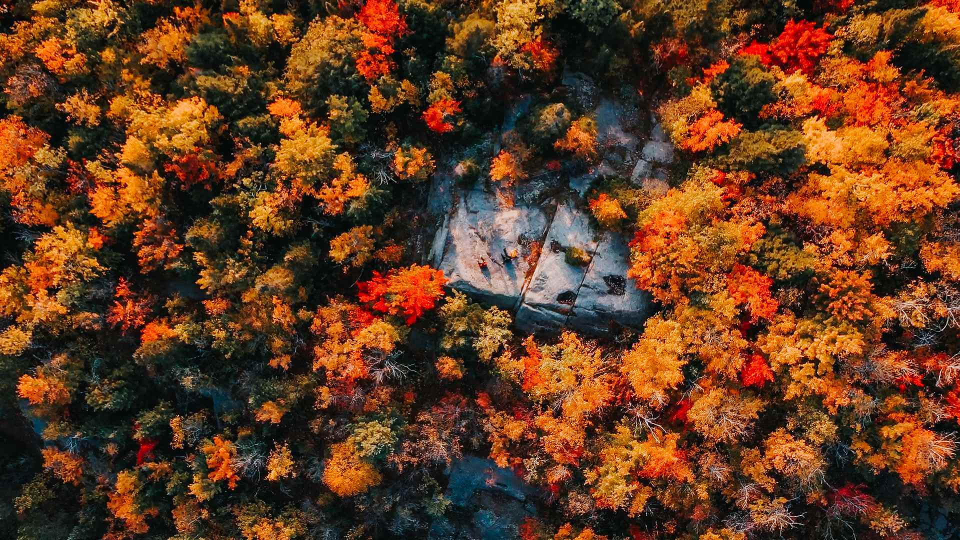 Overhead view of a forest blanketed in vivid orange, red, and gold fall foliage.