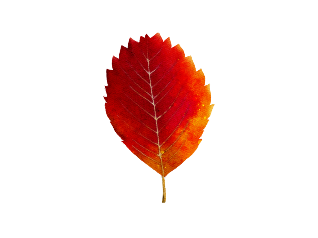 An illustration of a red Saskatoon Serviceberry leaf.