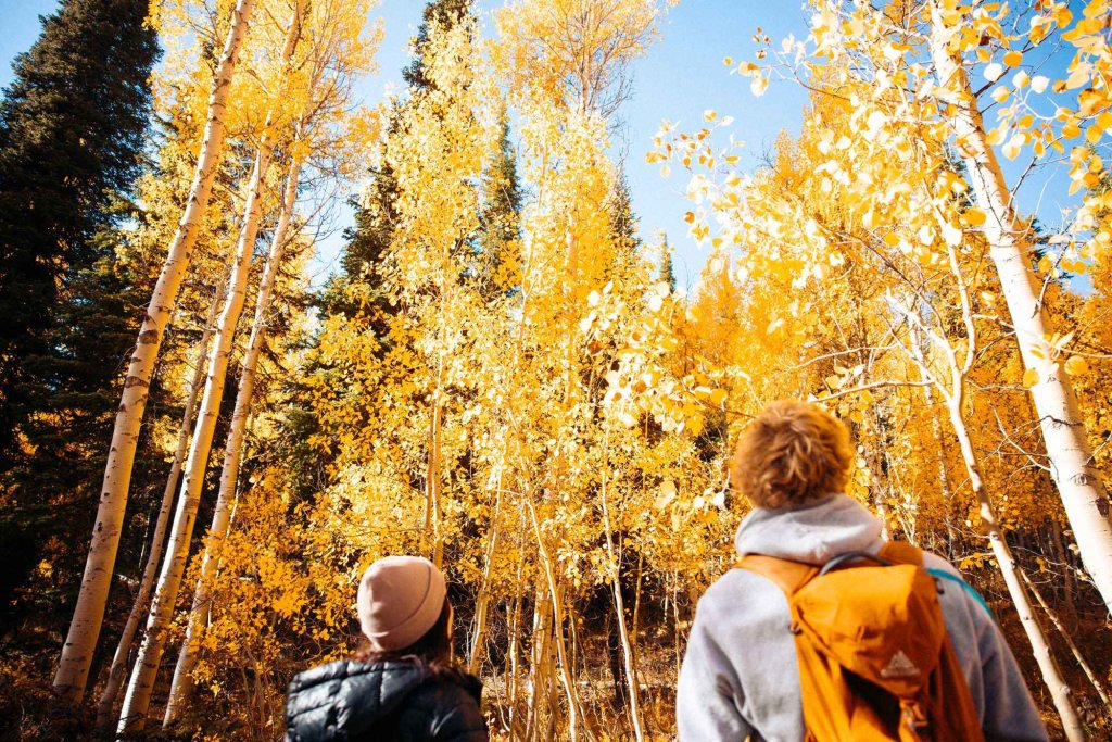 Hikers gaze up at golden aspens along Eagle Trail Loop in the Sawtooth National Forest.