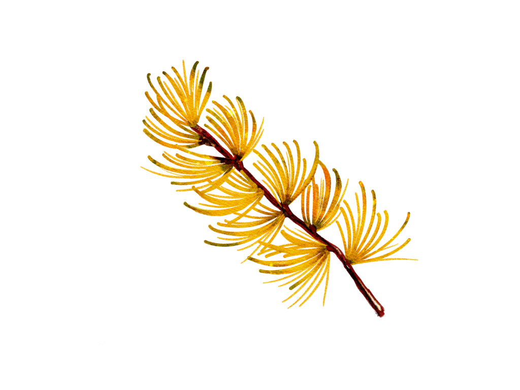 An illustration of golden Western Larch needles.