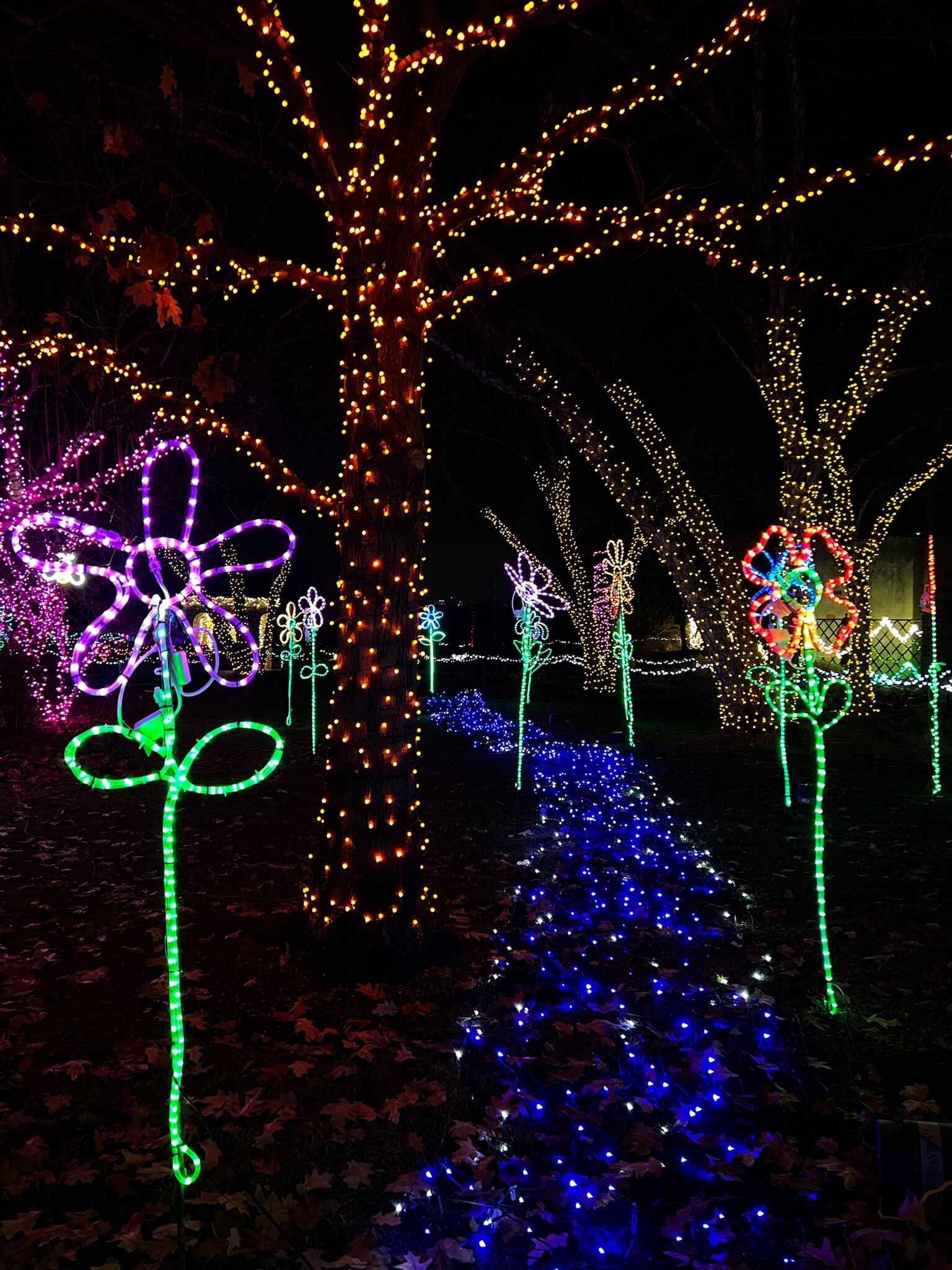 holiday lights on trees