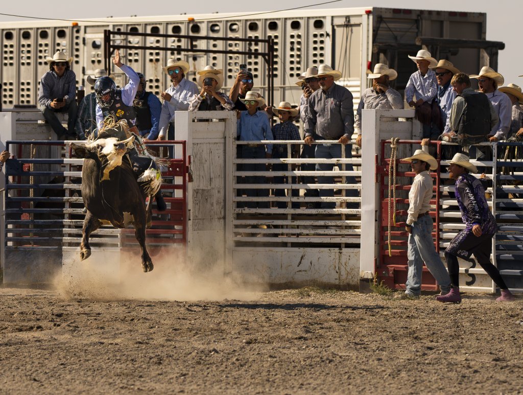 A bull rider in action at a rodeo.