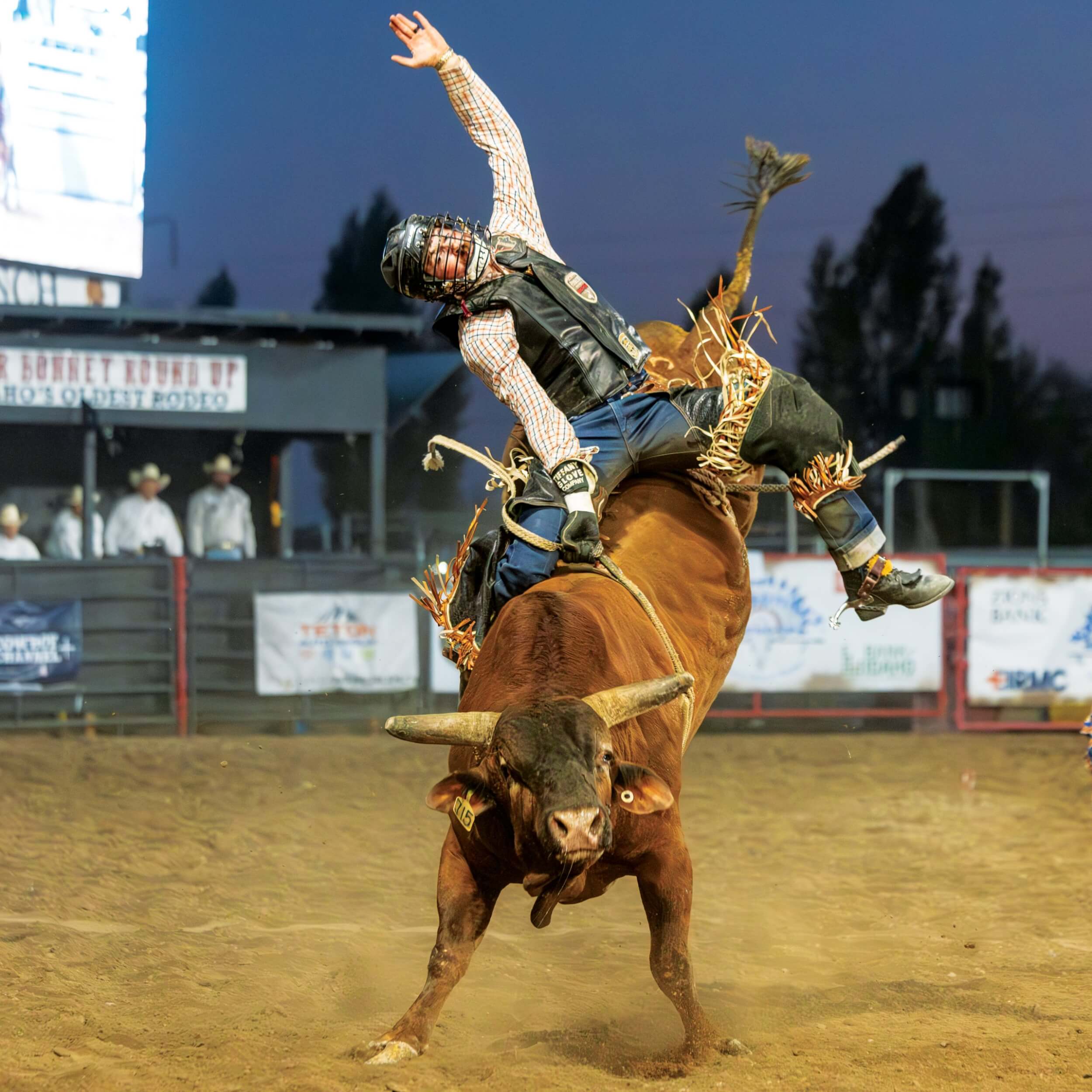 A cowboy raises his arm as he rides a bull at the War Bonnet Round Up in Idaho Falls.