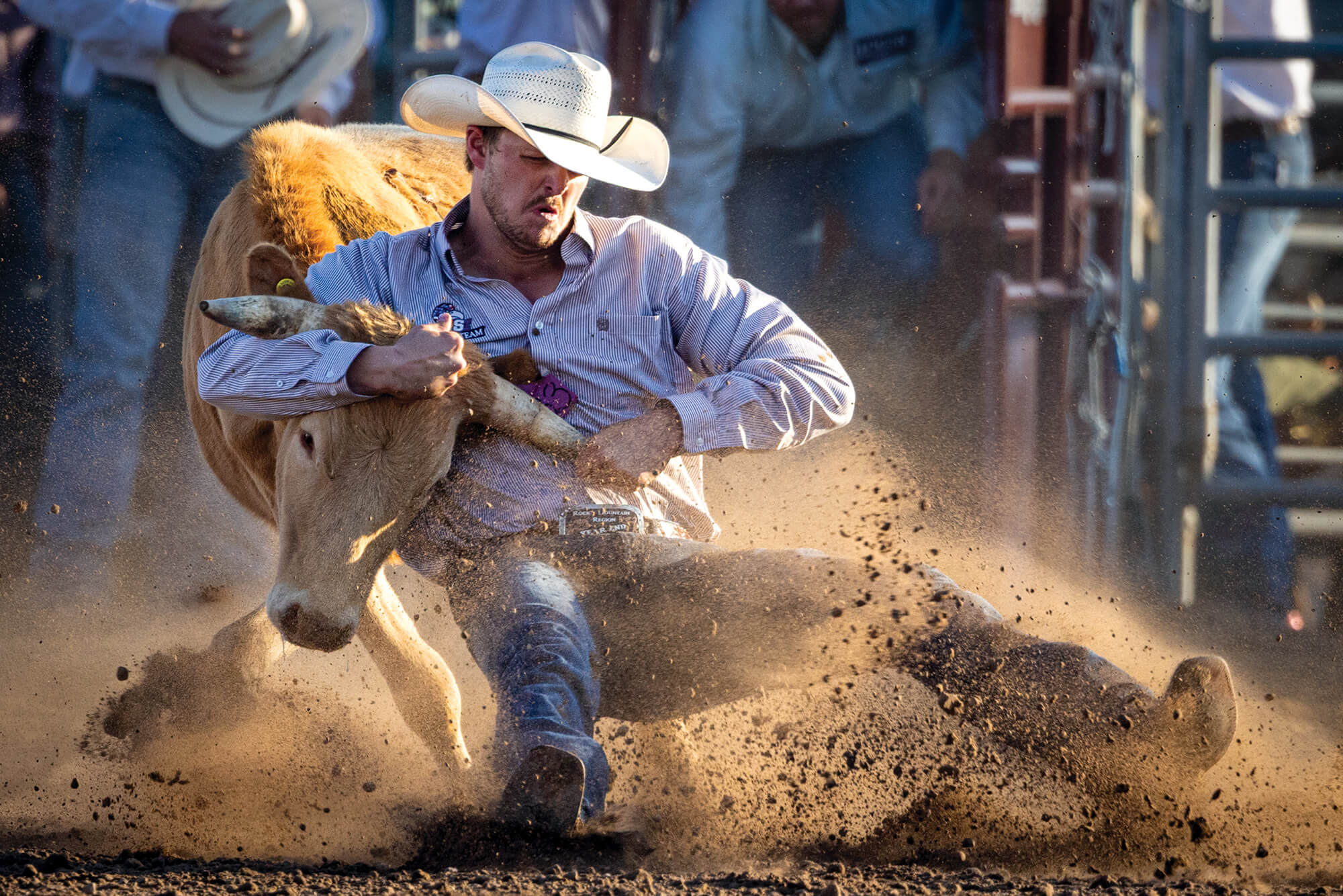 A cowboy wrestles a steer at the War Bonnet Round Up in Idaho Falls.