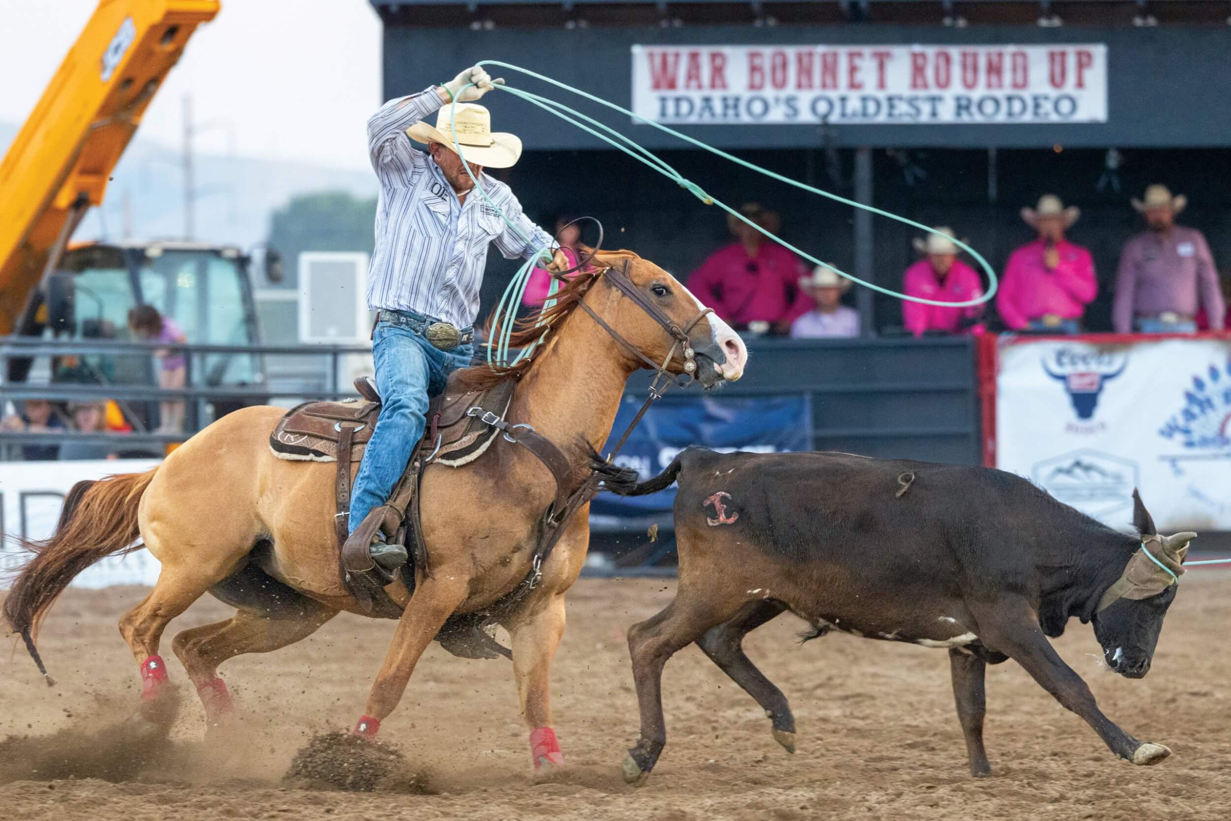 A cowboy ropes a calf from a horse during the War Bonnet Round Up in Idaho.