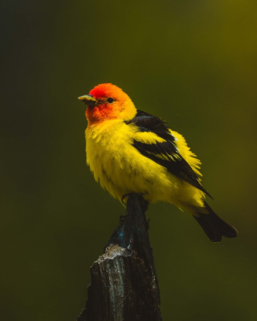 A bright Western Tanager balances on a stick of wood on an Idaho Rocky Mountain Ranch in Stanley, Idaho.