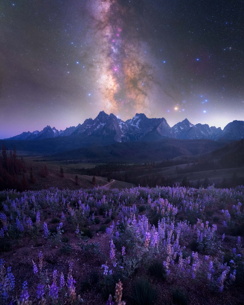 Glowing Sawtooth Milky Way skies above a mountain range and a purple wildflower field off Nip and Tuck Road in Stanley, Idaho. 