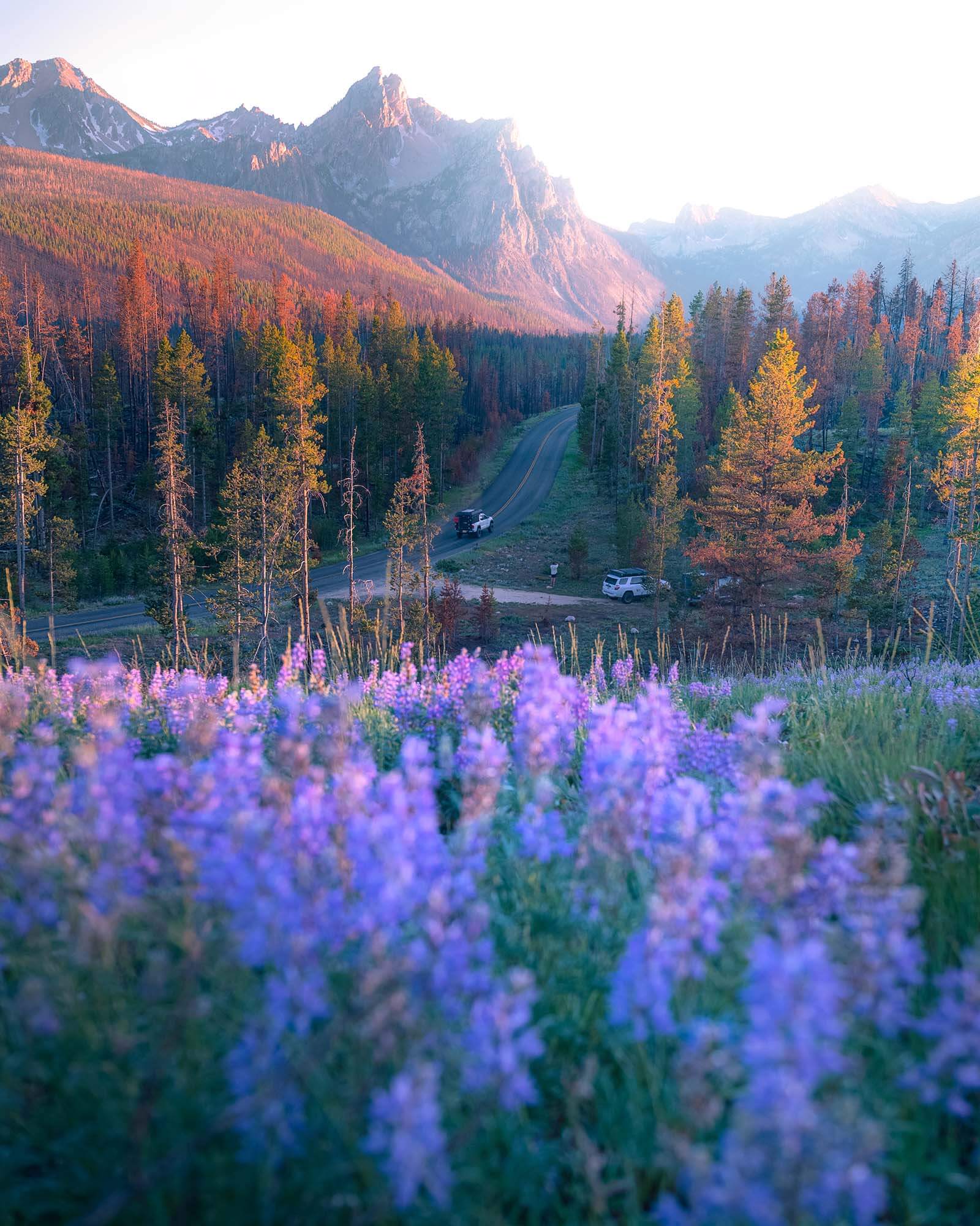 Cars drive past a purple wildflower meadow with trees and mountain peaks near Stanley, Idaho.