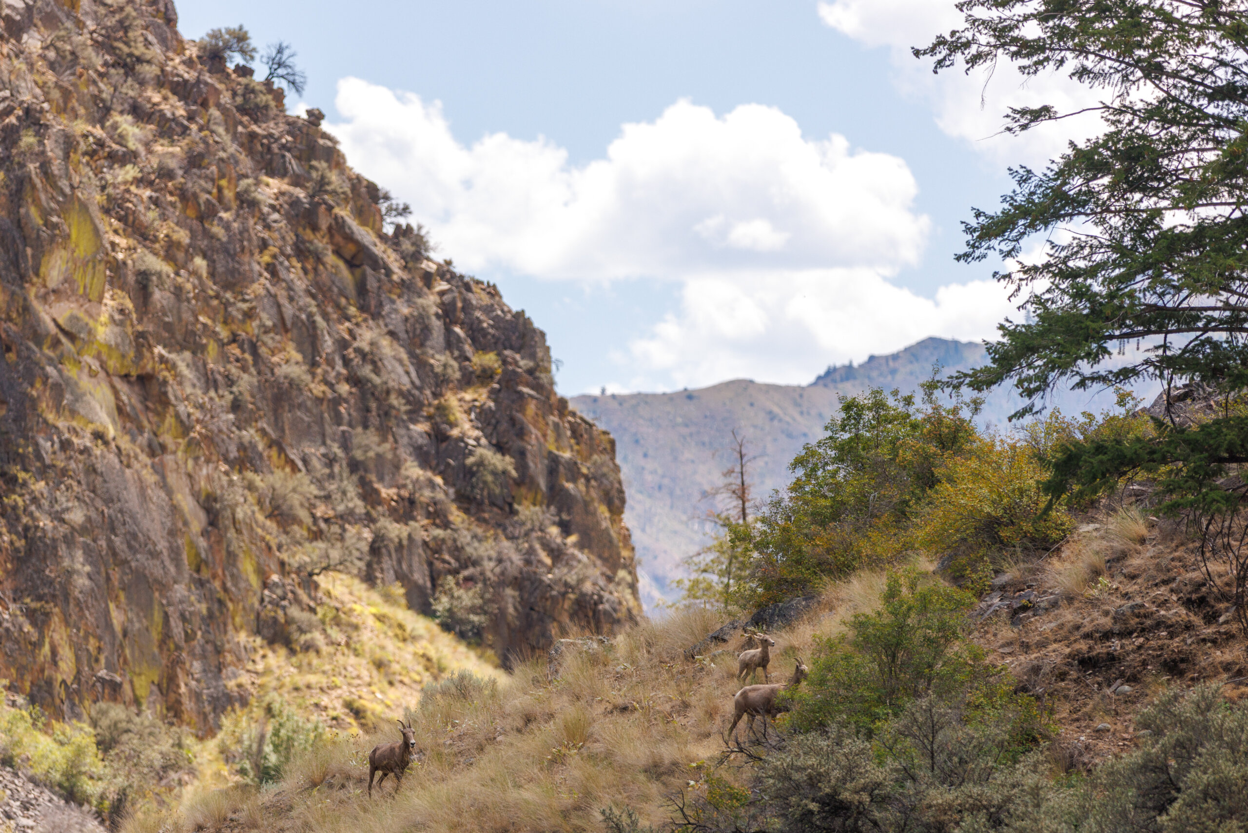 bighorn sheep on cliff side on middle fork