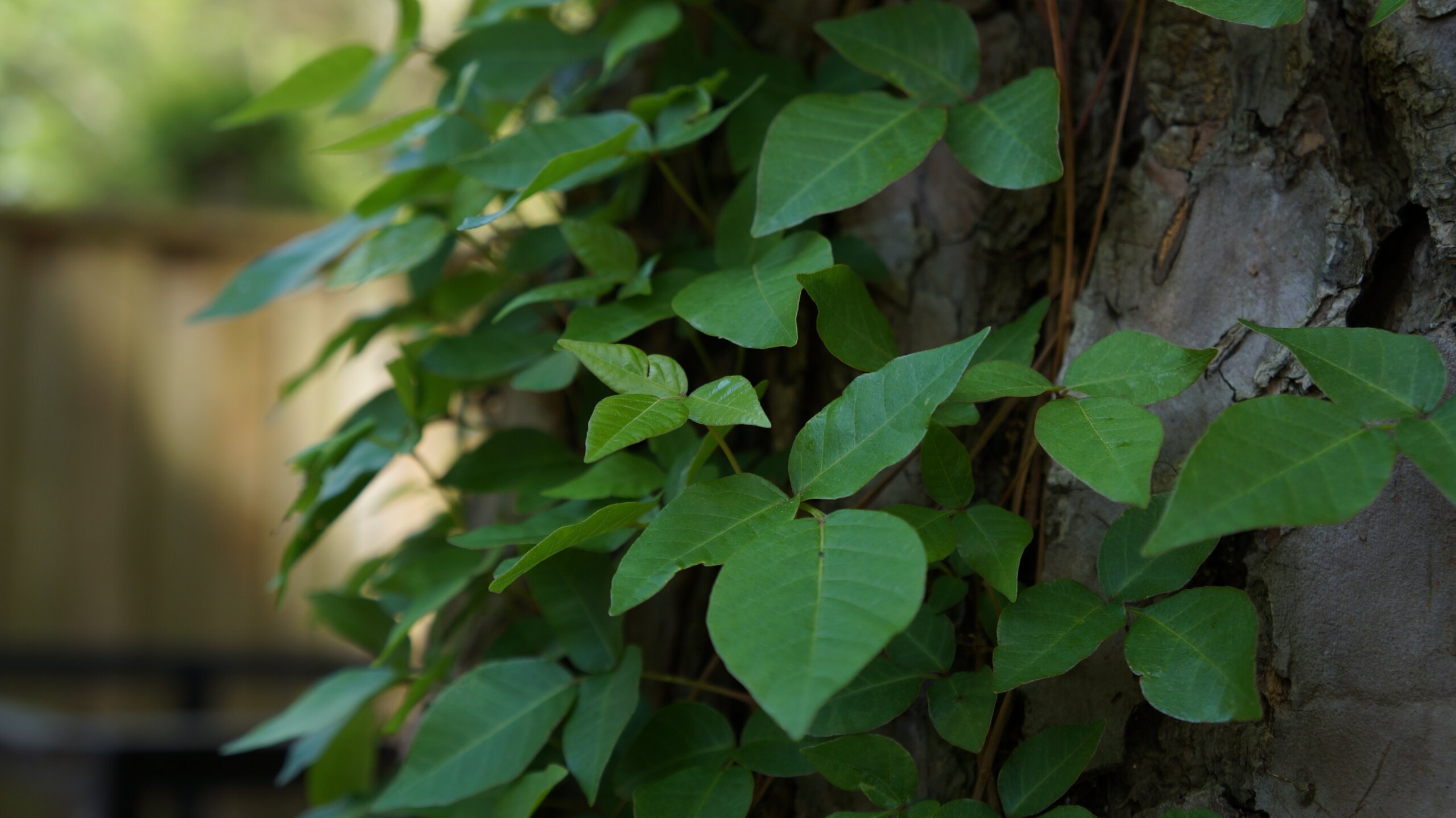 poison ivy leafs