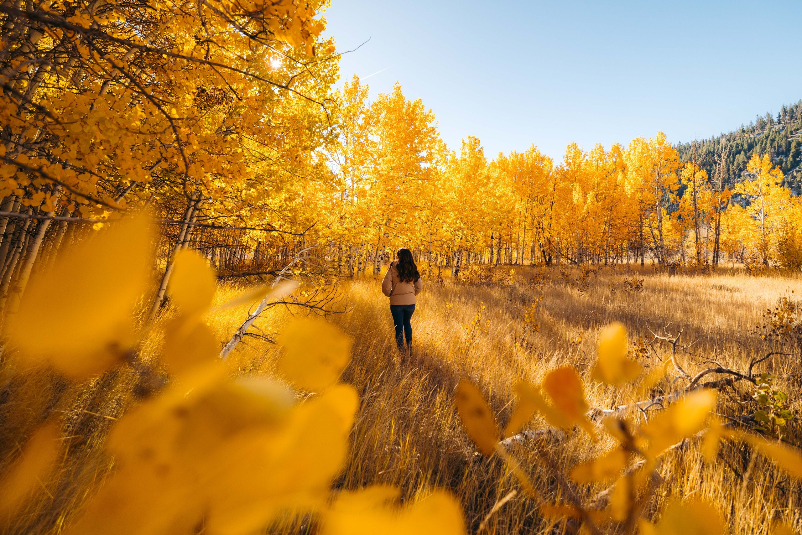 A woman walks through a golden aspen grove surrounded by tall dry grass near Sun Valley, Idaho, in fall.