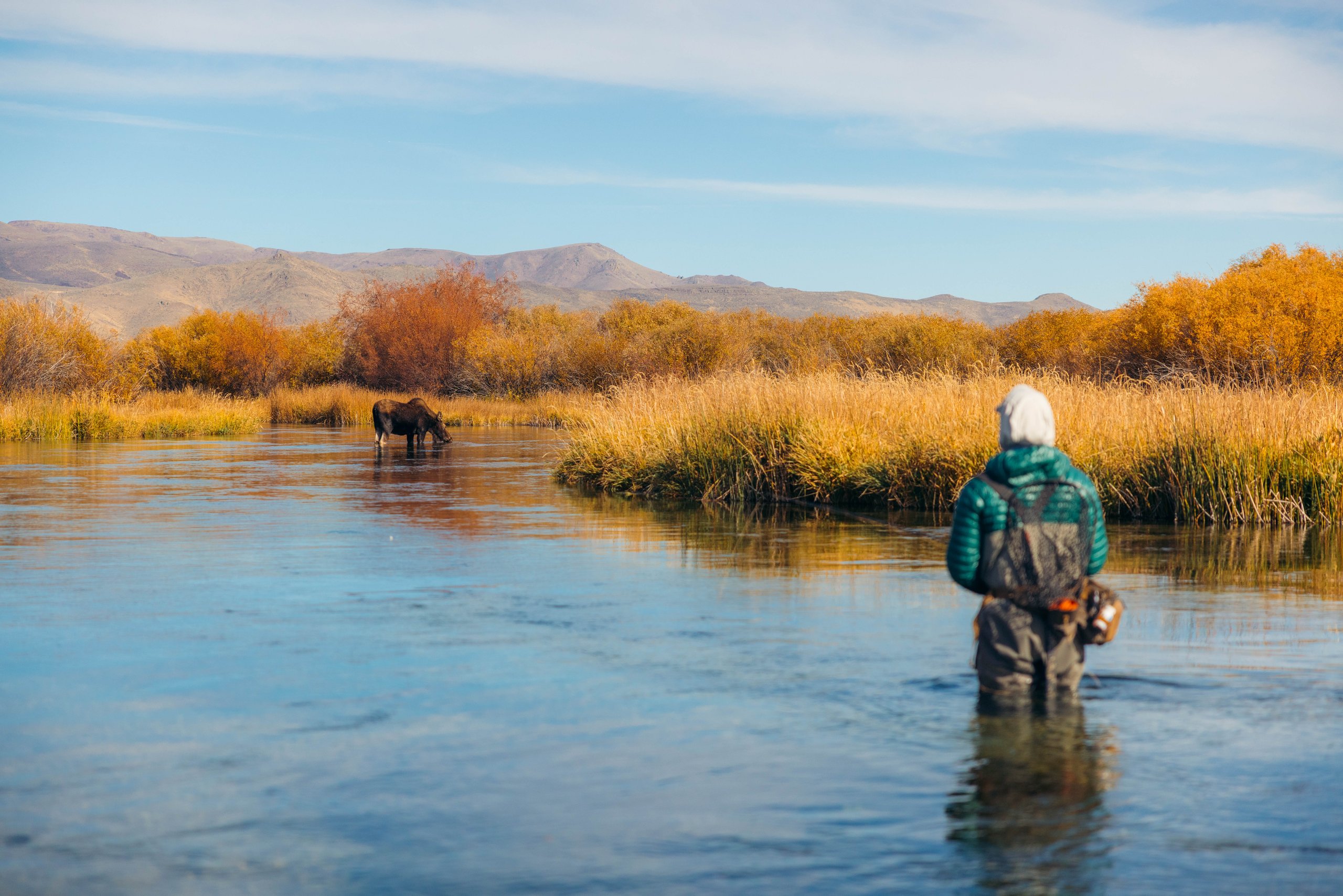 An angler in waders shares a shallow river with a moose drinking water, surrounded by golden fall grasses at Silver Creek Preserve.