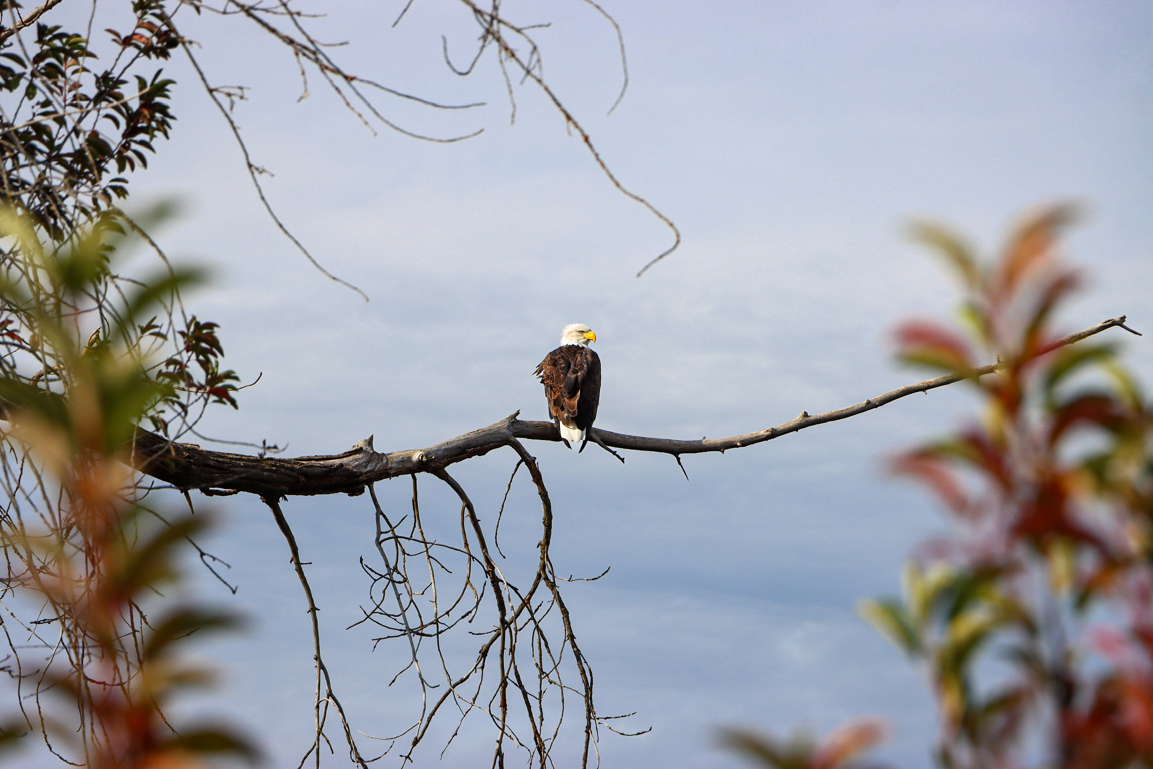 A bald eagle perched on a bare branch overlooking the Kootenai River, framed by out-of-focus foliage in the foreground and a soft gray-blue sky beyond.
