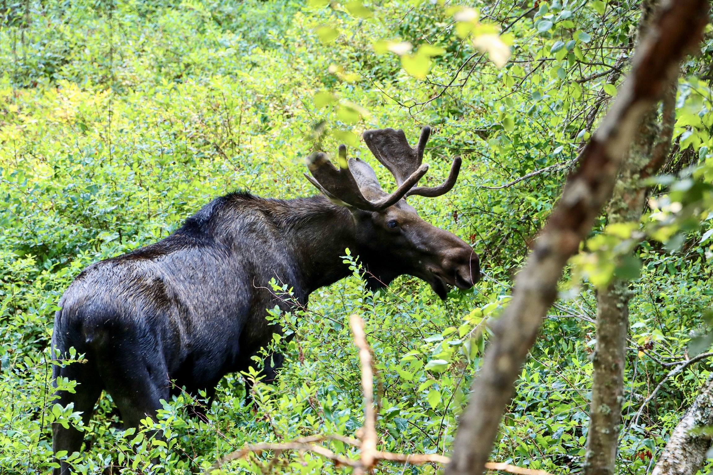 A bull moose with velvet-covered antlers grazes among dense green shrubs and thin tree trunks just off a route of the Trail of the Coeur d'Alenes.