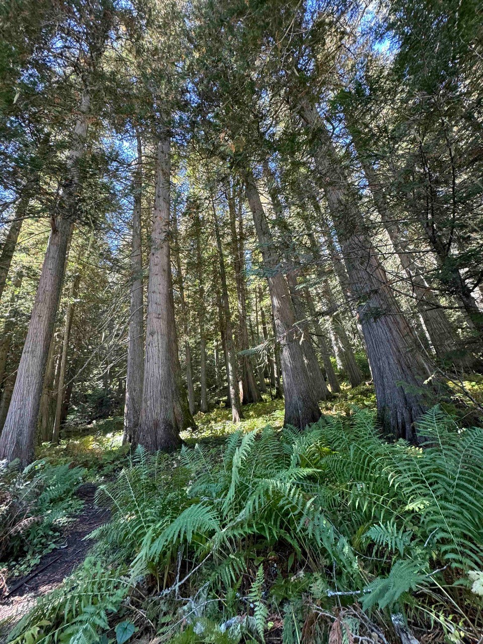 Old-growth western red cedar grove at DeVoto Cedar Grove with a fern-covered forest floor, sunlight filtering through the canopy