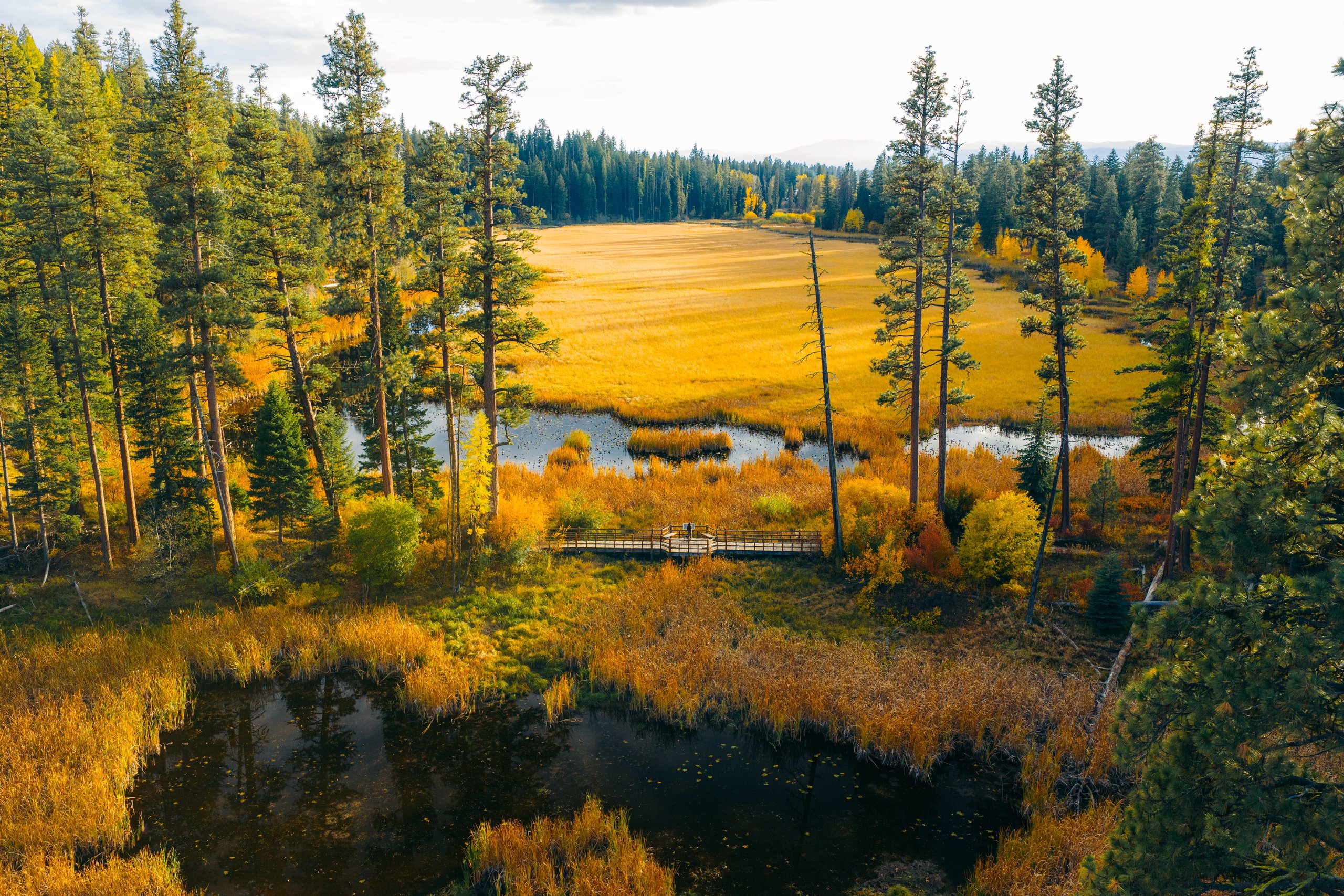 Aerial view of a wooden boardwalk crossing a golden marsh and pond at Ponderosa State Park in fall.