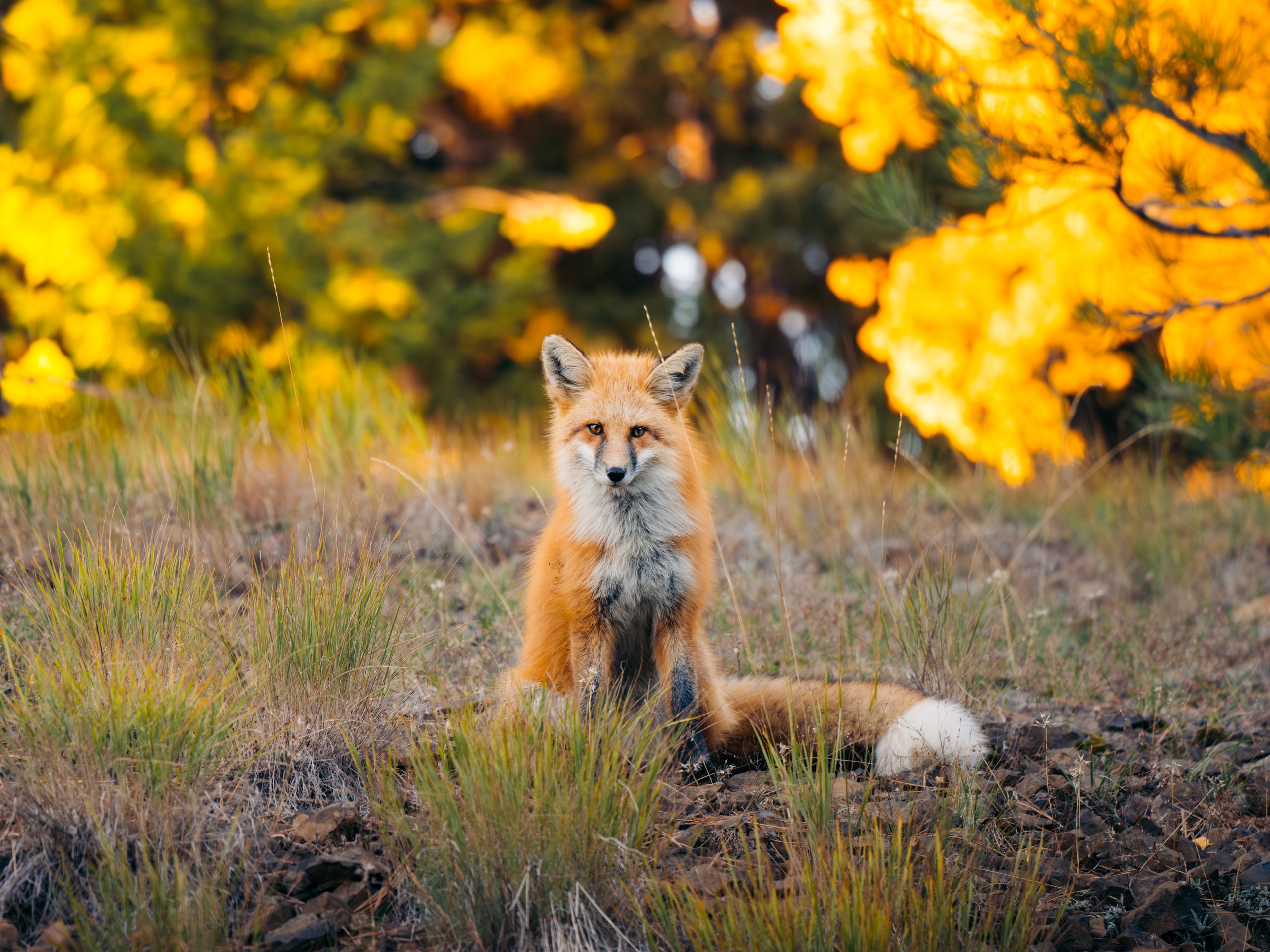A red fox sits alert in dry grass with golden fall foliage in the background in McCall.