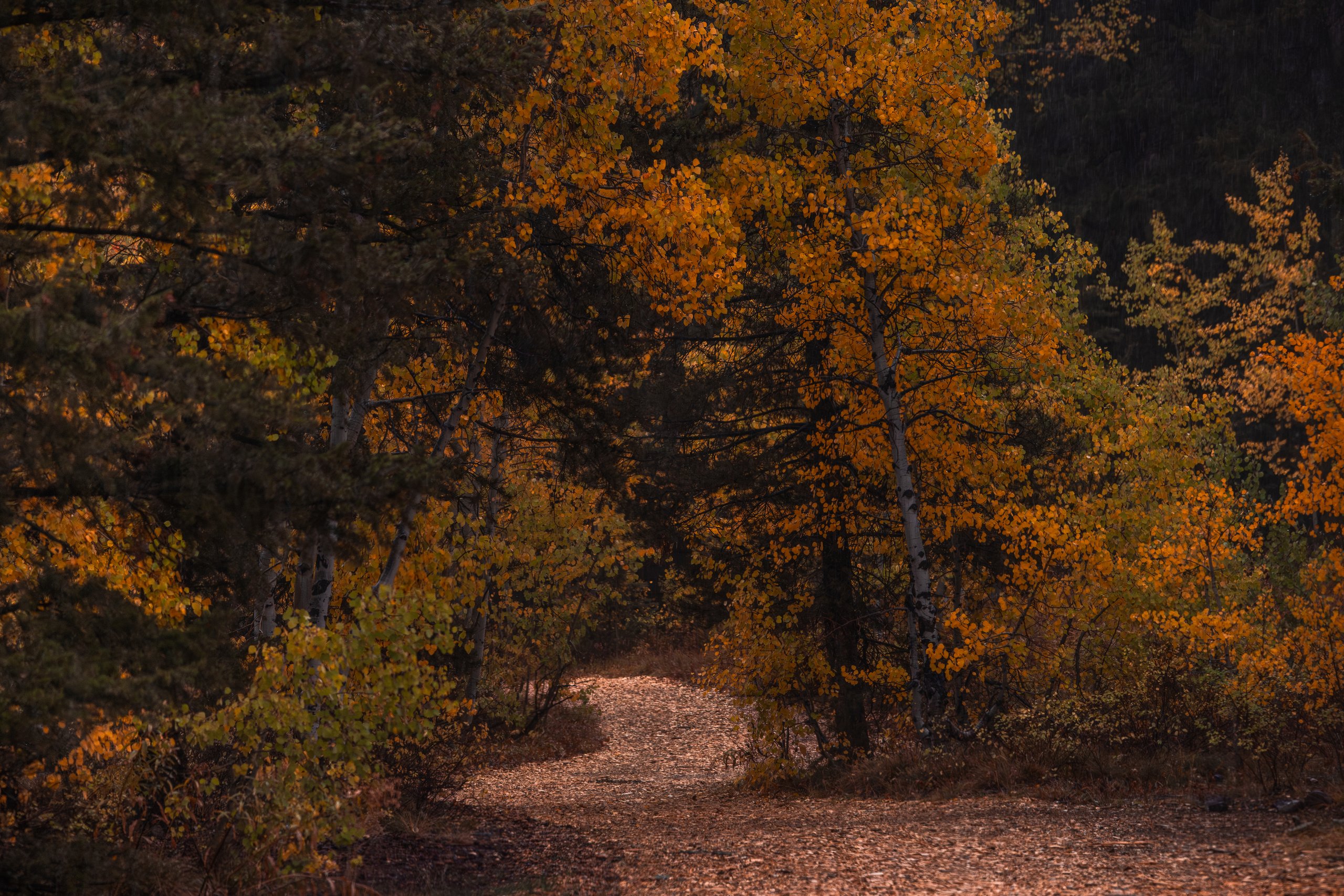 Wood-chip path leading into golden aspens and dark evergreens in the Cathedral Pines area near Ketchum, Idaho.
