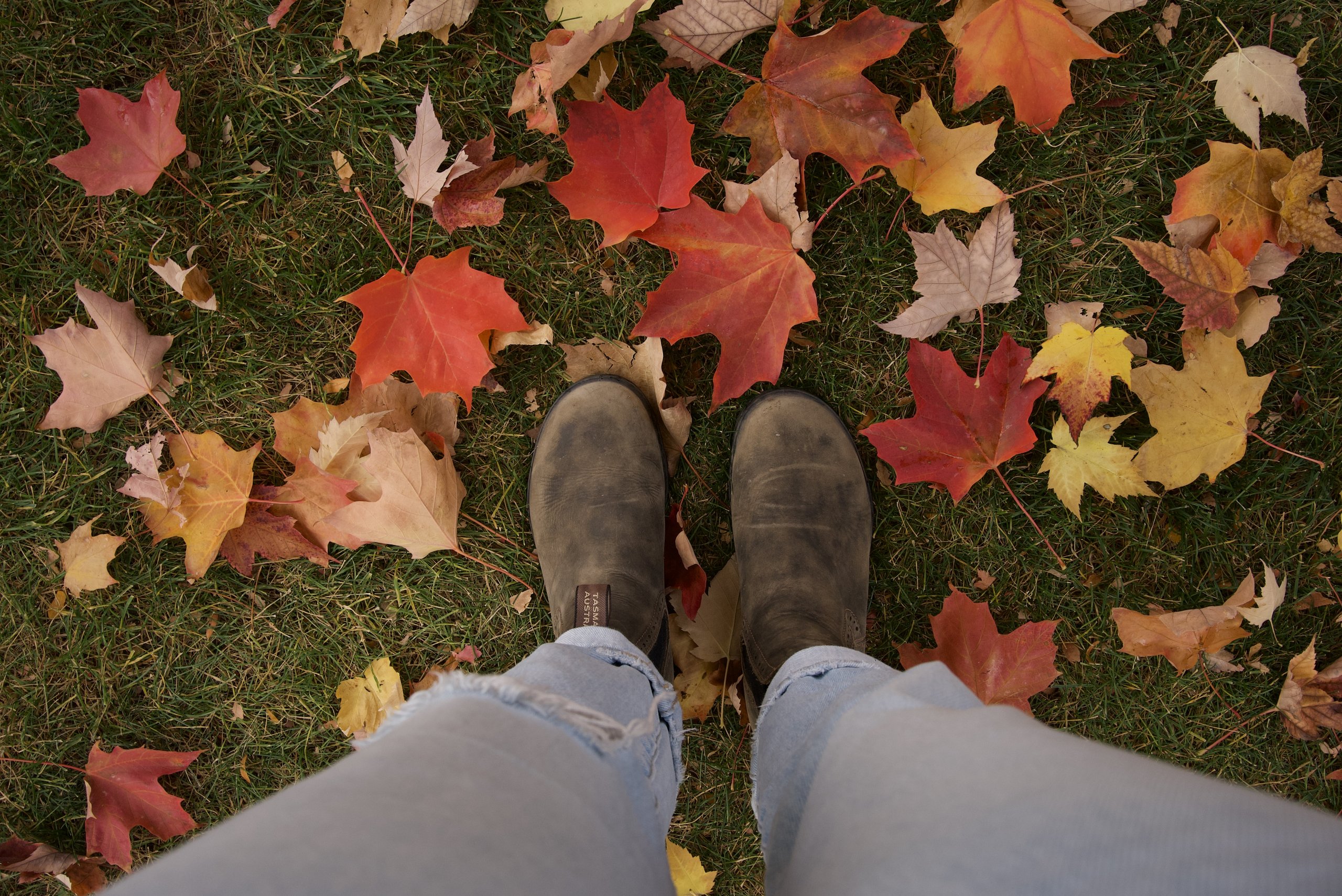 Looking down at worn brown Chelsea boots and light ripped jeans standing on green grass scattered with red, orange, and yellow maple leaves.