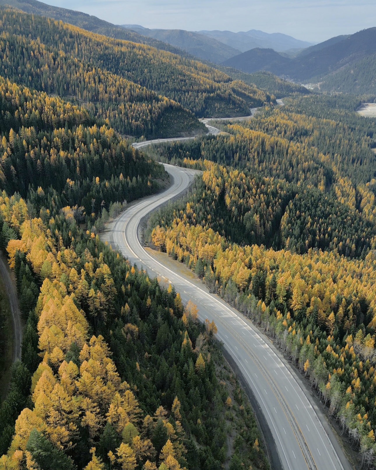 Aerial view of a winding divided highway curving through a mountain valley forest of golden autumn larches and dark green evergreens.