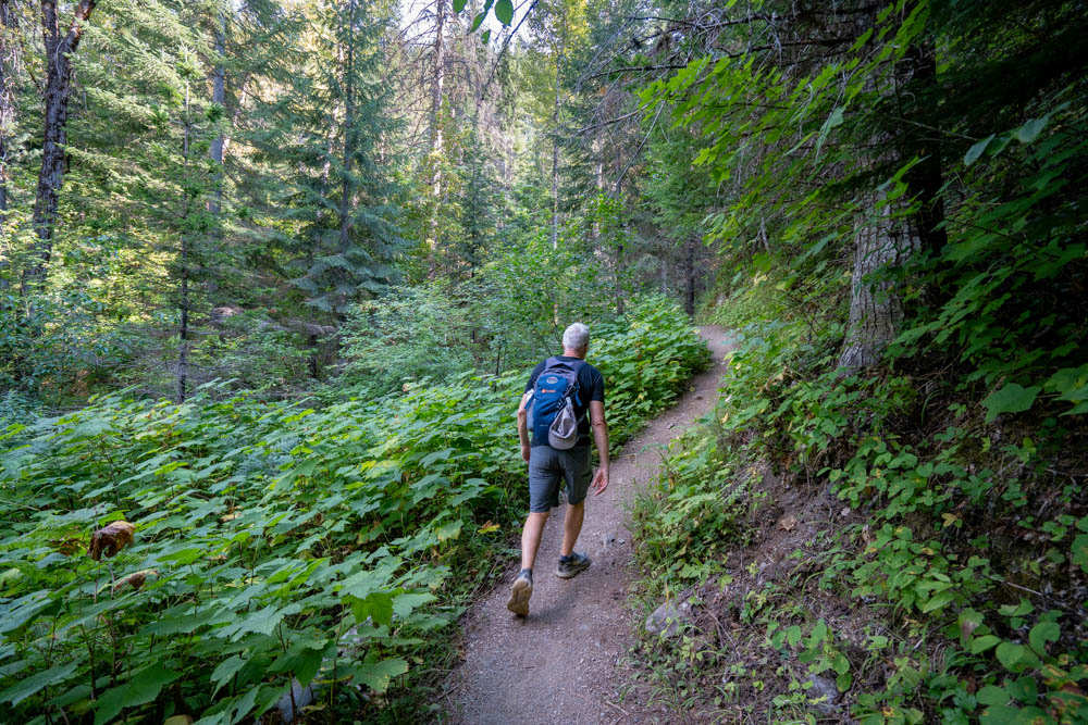 A hiker with gray hair, a navy T-shirt, gray shorts and a blue backpack walks away from the camera on a narrow dirt path along the Pulaski Trail in northern Idaho. Thick green undergrowth with broad leaves fills the forest floor on both sides, and tall evergreens rise overhead with sunlight filtering through the canopy.