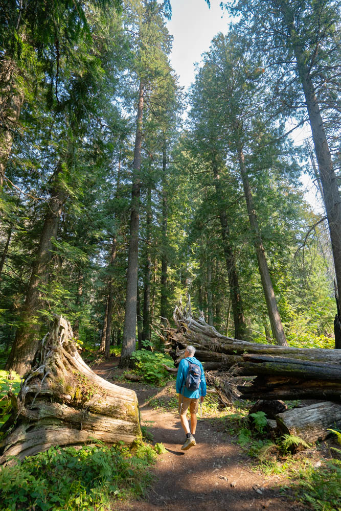 A hiker in a turquoise long-sleeve shirt, khaki shorts and a blue backpack walks along a dirt path at Settlers Grove of Ancient Cedars in northern Idaho. Towering cedars and evergreens rise far overhead, and sunlight filters through the canopy. A huge weathered stump sits on the left side of the trail, and massive fallen logs lie stacked on the right among green ferns.
